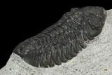 Bargain, Austerops Trilobite - Visible Eye Facets #120376-2